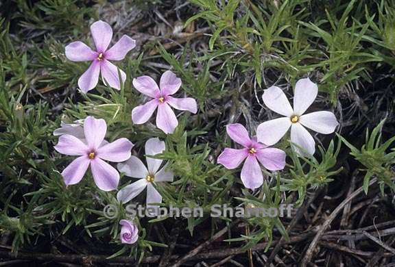 phlox diffusa 2 graphic